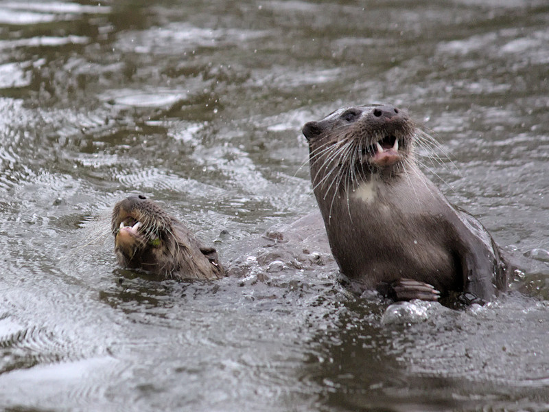 Playful Wild Otters